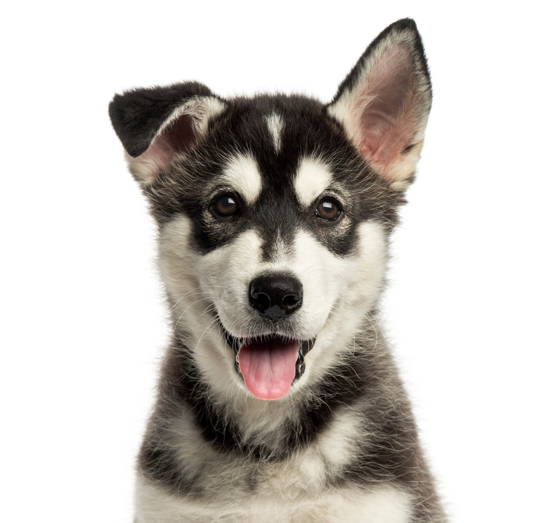 Close-up of a Husky malamute puppy panting, looking at the camera, isolated on white