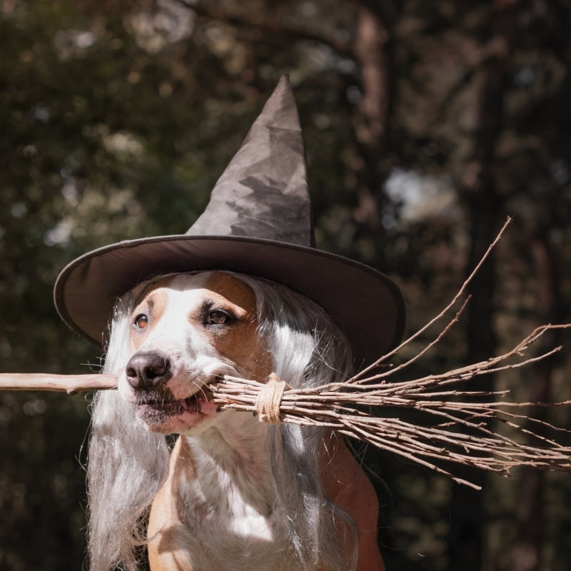 costumes-ideas-for-your-big-furry-pooch