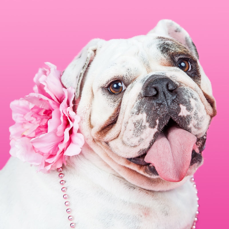 How to Dress Up Your Big Dog for Any Occasion with Stylish Outfits and Accessories