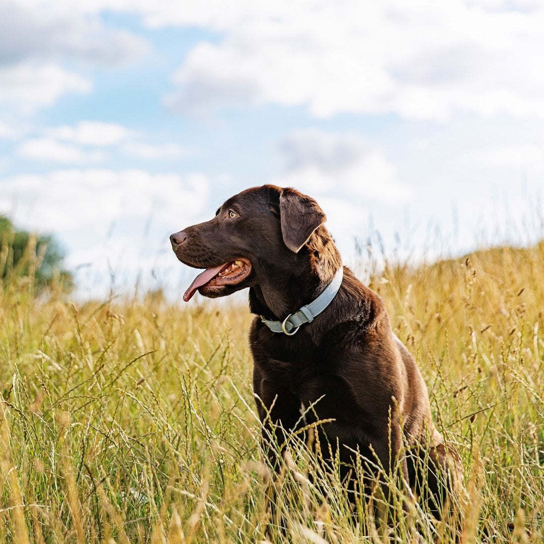 What collar should I use for a big dog - Big Dogs Big Hugs, Ltd.