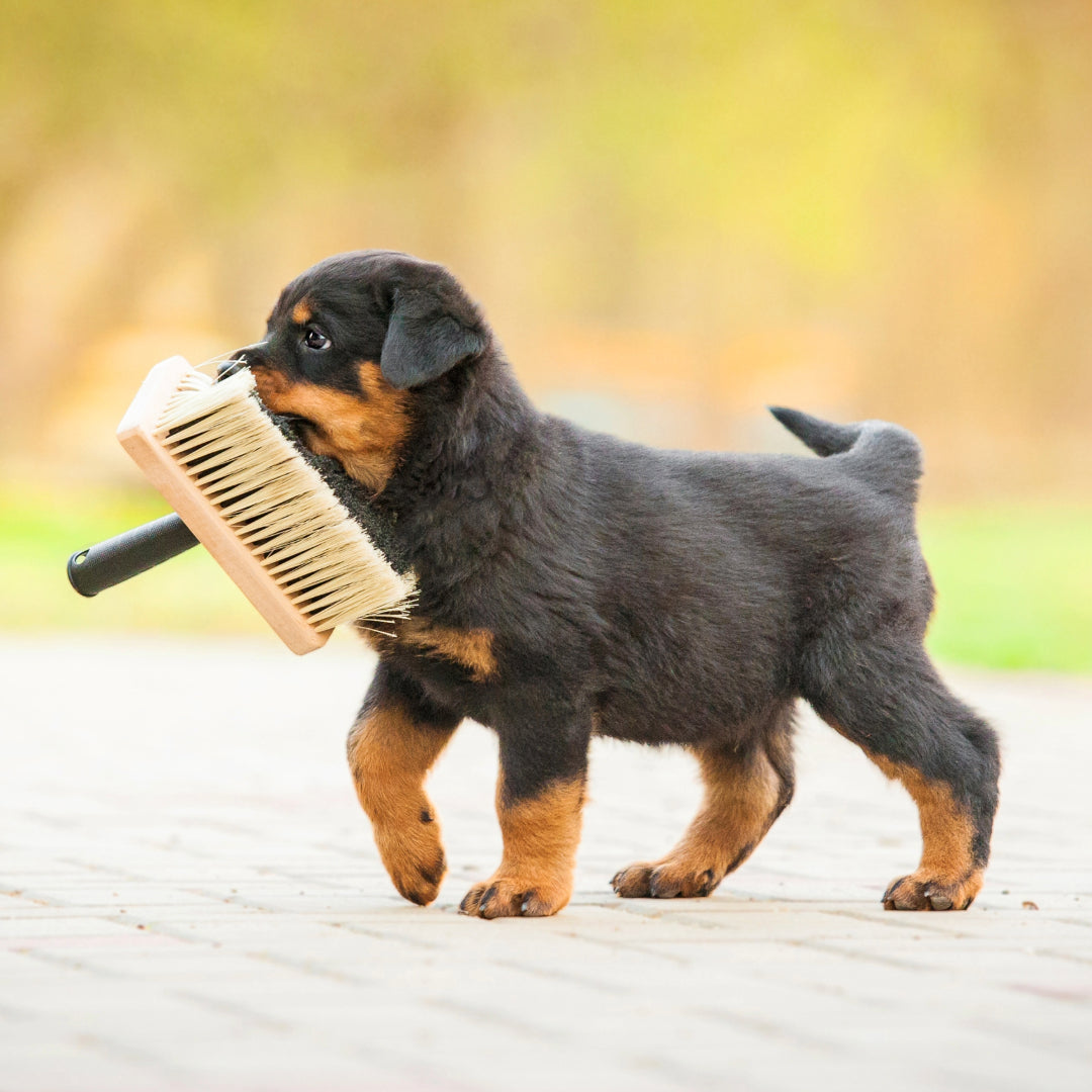 rotweiller puppy holding a broom's brush