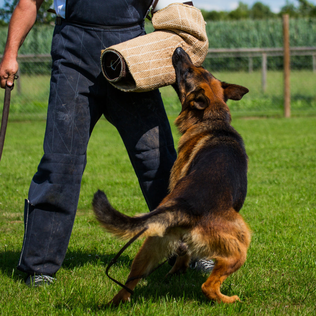 German Shepherd dog training as protection dog, handler using a bite-resistant sleeve.