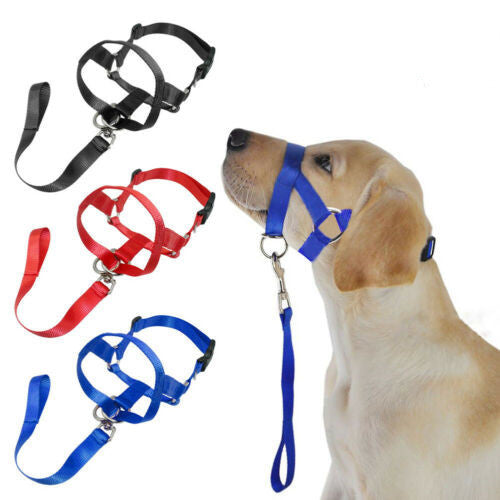 Stress-Free Walks with a Training Leash | Train Smart, Walk Happy big dogs big hugs, Ltd.