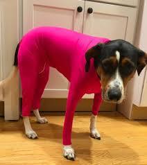 Elastic Dog Clothing for Post-Surgery Comfort and Support big dogs big hugs, Ltd.