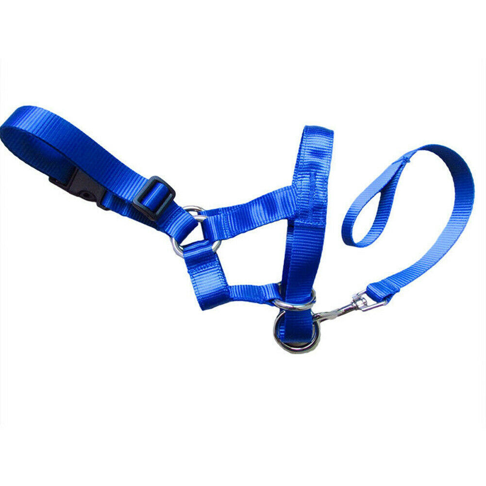 Stress-Free Walks with a Training Leash | Train Smart, Walk Happy big dogs big hugs, Ltd.