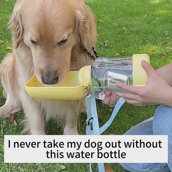 Golden retriever drinking water from a large capacity water bottle_grassy outdoors